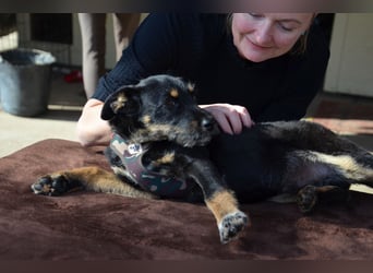 Kleiner Held Batman sucht sein Körbchen