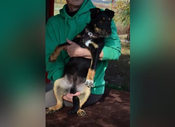 Kleiner Held Batman sucht sein Körbchen