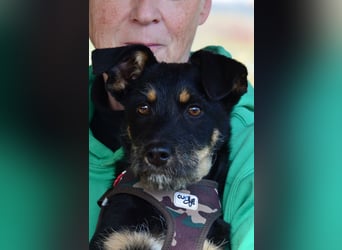 Kleiner Held Batman sucht sein Körbchen