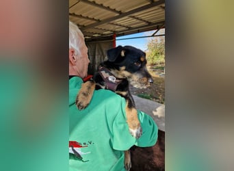 Kleiner Held Batman sucht sein Körbchen