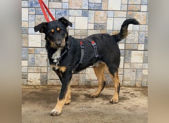 Liebenswerter Batman sucht sein Körbchen