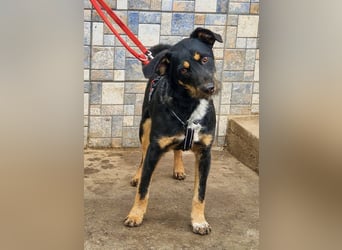 Liebenswerter Batman sucht sein Körbchen