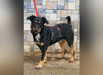 Liebenswerter Batman sucht sein Körbchen