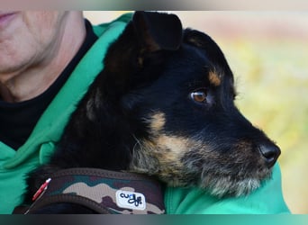 Kleiner Held Batman sucht sein Körbchen