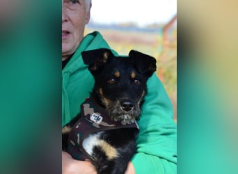 Kleiner Held Batman sucht sein Körbchen