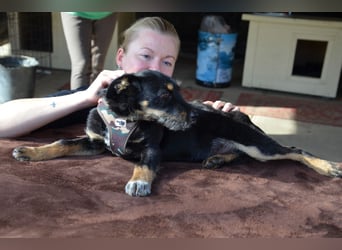 Kleiner Held Batman sucht sein Körbchen