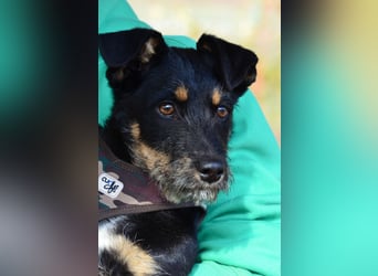 Kleiner Held Batman sucht sein Körbchen