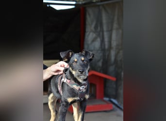 Kleiner Held Batman sucht sein Körbchen