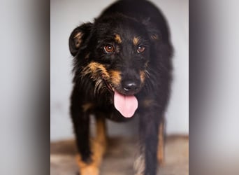 Terrier-Mix Maylo ❤️ sucht viel Liebe + Geborgenheit