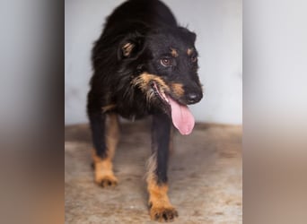 Terrier-Mix Maylo ❤️ sucht viel Liebe + Geborgenheit