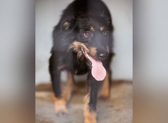 Terrier-Mix Maylo ❤️ sucht viel Liebe + Geborgenheit