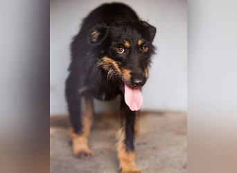 Terrier-Mix Maylo ❤️ sucht viel Liebe + Geborgenheit