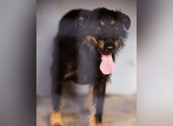 Terrier-Mix Maylo ❤️ sucht viel Liebe + Geborgenheit