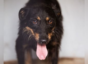 Terrier-Mix Maylo ❤️ sucht viel Liebe + Geborgenheit