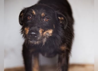 Terrier-Mix Maylo ❤️ sucht viel Liebe + Geborgenheit