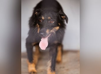 Terrier-Mix Maylo ❤️ sucht viel Liebe + Geborgenheit