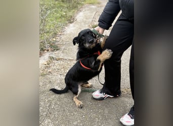 Buddy sucht seine Herzensmenschen