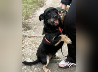 Buddy sucht seine Herzensmenschen