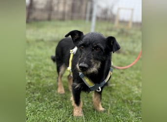 Buddy sucht seine Herzensmenschen