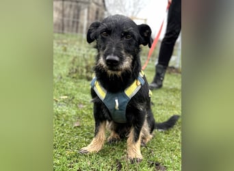 Buddy sucht seine Herzensmenschen