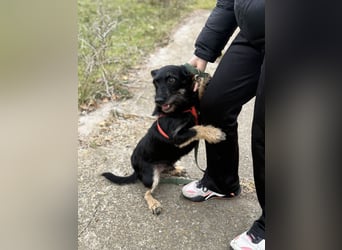 Buddy sucht seine Herzensmenschen