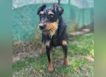 kleine Terrier-Hündin KARMEN - 2 Jahre, 39cm/9kg