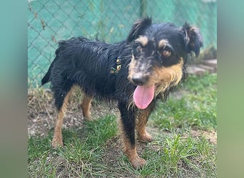 kleine Terrier-Hündin KARMEN - 2 Jahre, 39cm/9kg