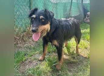 kleine Terrier-Hündin KARMEN - 2 Jahre, 39cm/9kg