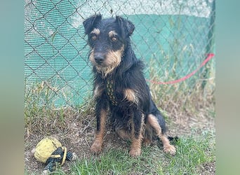 kleine Terrier-Hündin KARMEN - 2 Jahre, 39cm/9kg