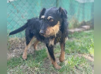 kleine Terrier-Hündin KARMEN - 2 Jahre, 39cm/9kg