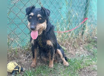 kleine Terrier-Hündin KARMEN - 2 Jahre, 39cm/9kg