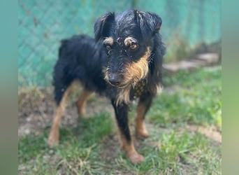 kleine Terrier-Hündin KARMEN - 2 Jahre, 39cm/9kg