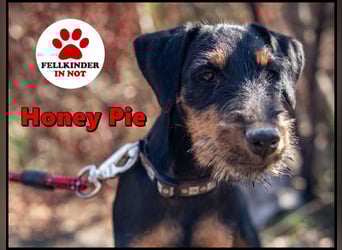 Junghündin, Welpe, Deutscher Jagdterrier Hündin Honey Pie sucht....