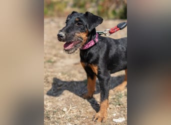 Junghündin, Welpe, Deutscher Jagdterrier Hündin Penny Lane sucht....