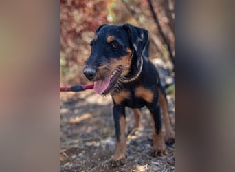 Junghündin, Welpe, Deutscher Jagdterrier Hündin Honey Pie sucht....