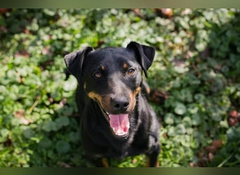 ROCCO - ich freue mich auf tolle Abenteuer mit meinen Menschen!