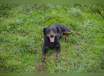 ROCCO - ich freue mich auf tolle Abenteuer mit meinen Menschen!