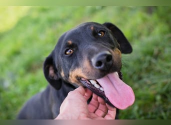 ROCCO - ich freue mich auf tolle Abenteuer mit meinen Menschen!