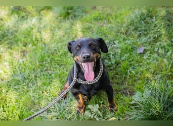 ROCCO - ich freue mich auf tolle Abenteuer mit meinen Menschen!