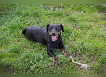 ROCCO - ich freue mich auf tolle Abenteuer mit meinen Menschen!