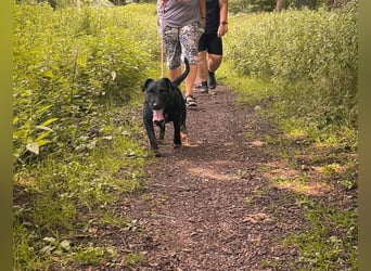 Jagdterrier Struppi - hier suchen wir sehr hundeerfahrene Menschen