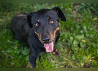 ROCCO - ich freue mich auf tolle Abenteuer mit meinen Menschen!