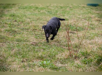 VIKTOR - der Terrier-Mix Rüde träumt von tollen Abenteuern mit seiner eigenen Familie!