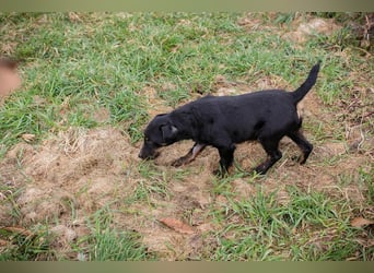 VIKTOR - der Terrier-Mix Rüde träumt von tollen Abenteuern mit seiner eigenen Familie!