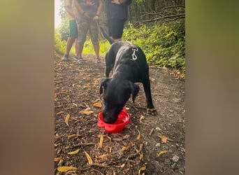 STRUPPI - hier suchen wir Menschen mit viel Hundeerfahrung!