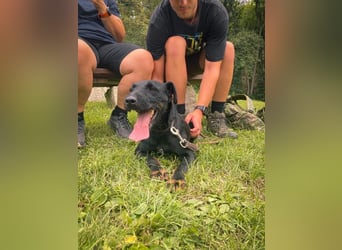 Jagdterrier Struppi - hier suchen wir sehr hundeerfahrene Menschen