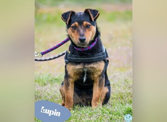 Lupin  SI - verträglich, freundlich 