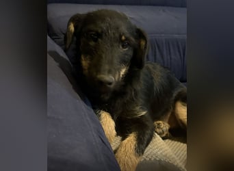 Harley ein kleiner liebevoller Bub
