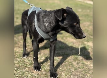 Arwen - unsichtbar in Tierheim