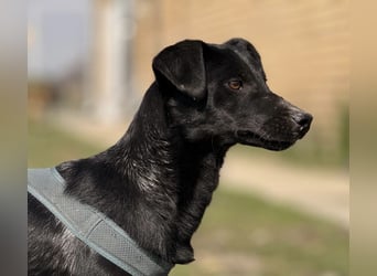 Arwen - unsichtbar in Tierheim